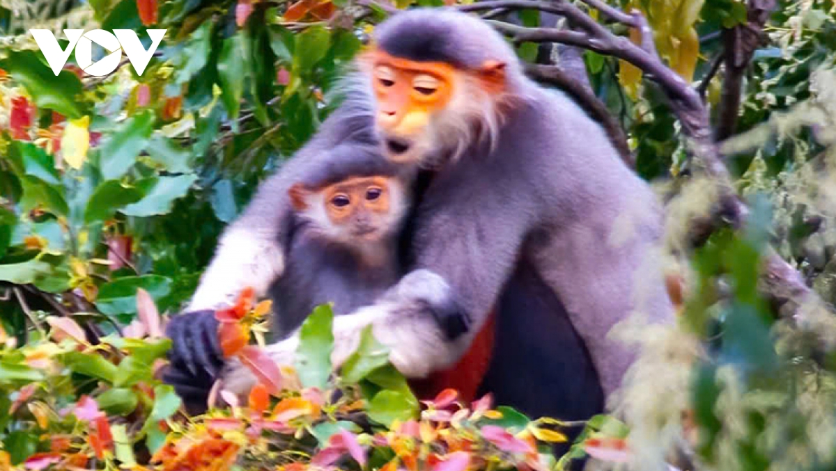 Vietnam’s biodiversity-rich ecosystem under threat, prompt actions needed